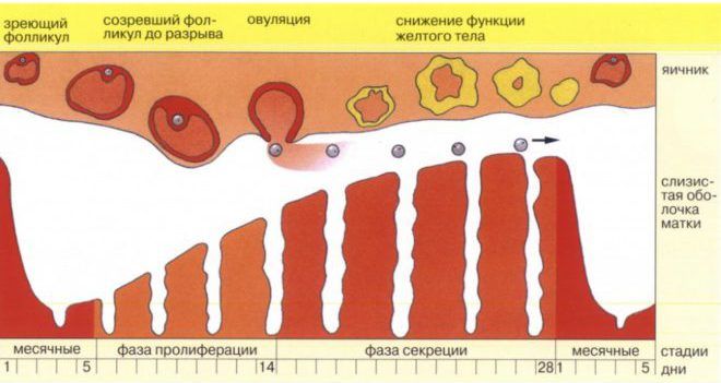 Период овуляции в цикле у женщины