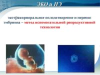 ЭКО и ПЭ